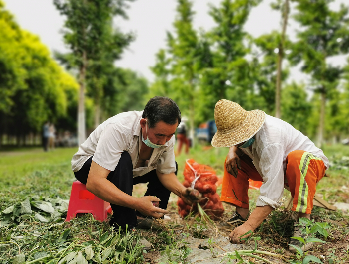 大兴|大兴低收入村的“高科技”洋葱熟了，村民的钱包也鼓了