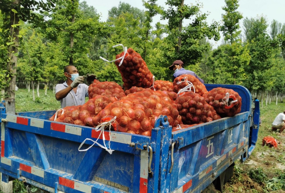 大兴|大兴低收入村的“高科技”洋葱熟了，村民的钱包也鼓了