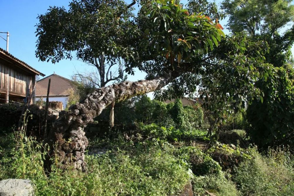 石头村|腾冲清水：那个石头筑就的村庄