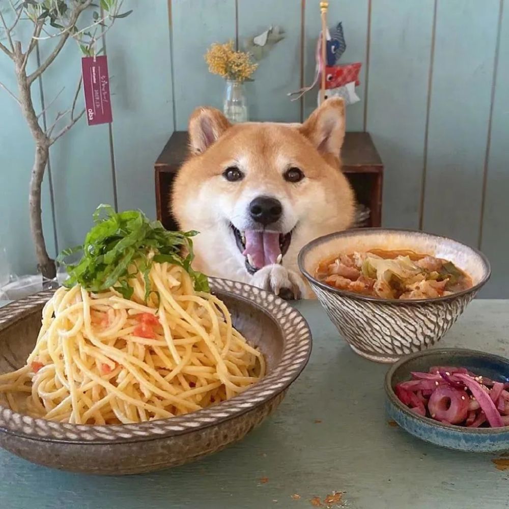 一只令人食欲大开的柴柴!实在太"下饭"了