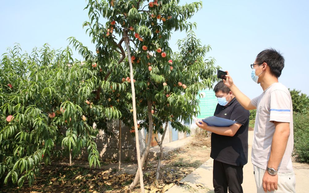 大桃|京郊大桃有了产量险 遇灾害每亩最高可获赔4200元