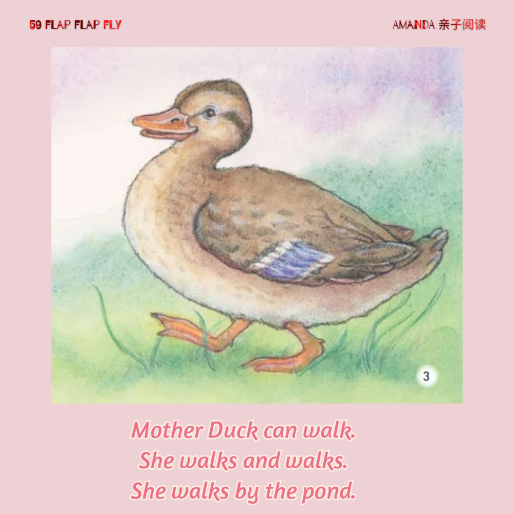 英语绘本59flapfly鸭子妈妈来教我们第三人称单数