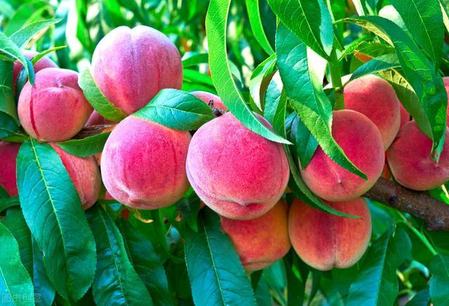 美丽中国之浙江奉化,不一样的水蜜桃来自不一样的奉化