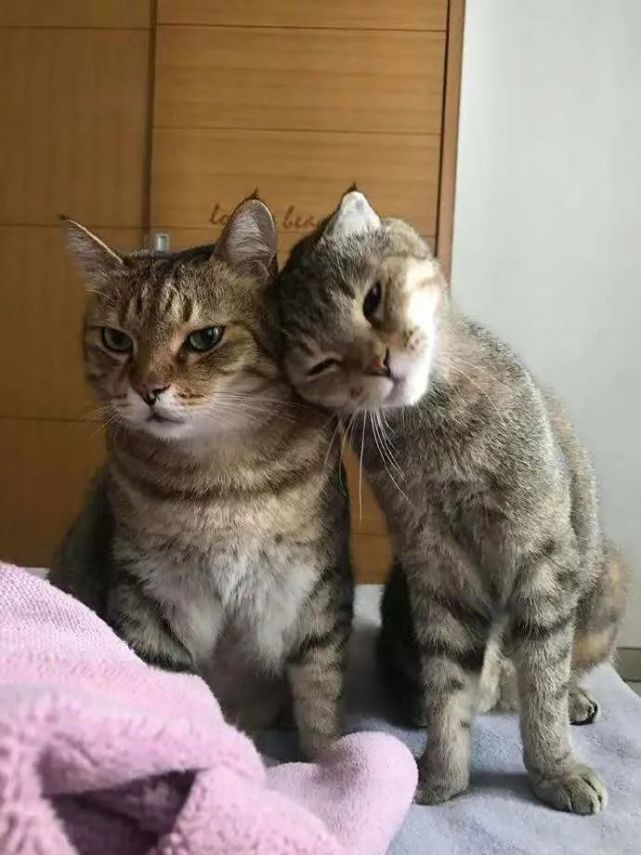 肥猫是如何拒绝和另外一只瘦子猫咪合影的:不要靠近我,显得我脸大