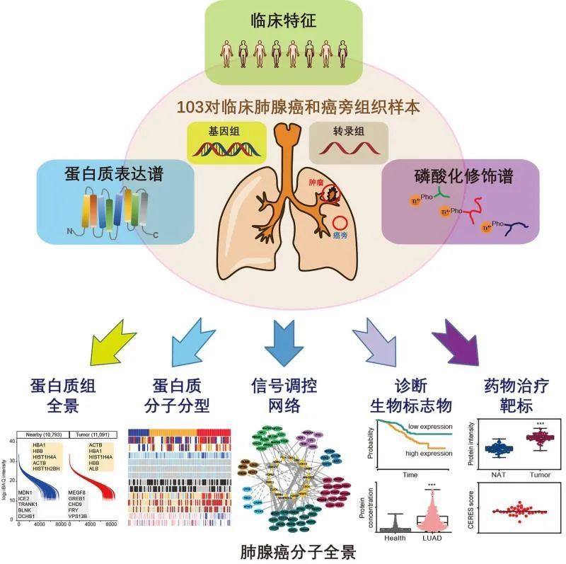 肺癌|为何不吸烟的女性得这种肺癌的比例上升？中国科学家发布“解秘”成果