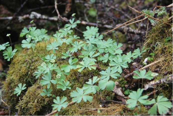四川发现数万株独叶草曾被民间视为神药如今成了濒危植物