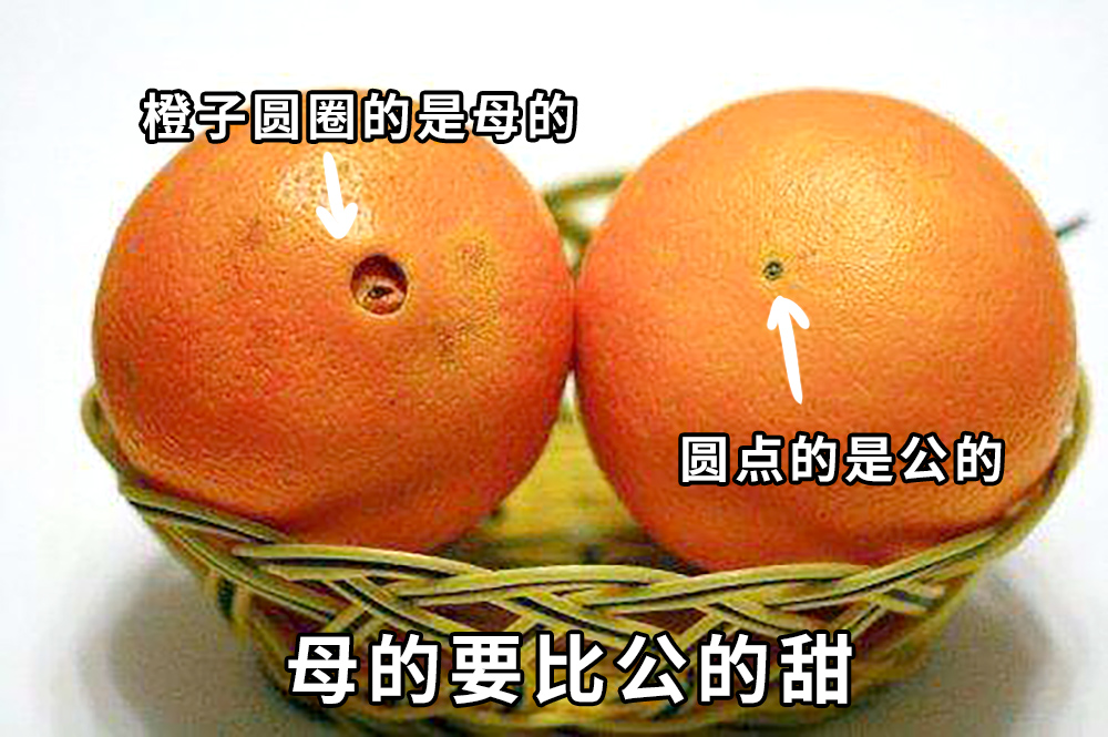 不过网上流传的挑橙子的方法,却有点儿玄乎:要看公母.