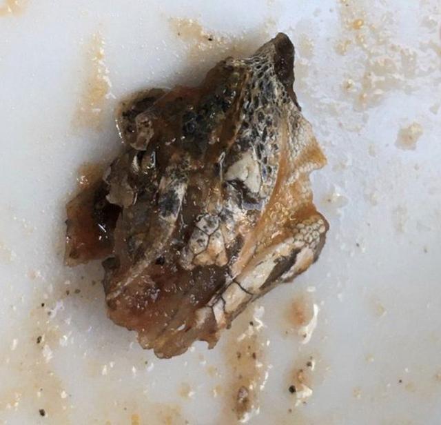 英国_社会|英国素食女在纯素肉酱中吃出蜥蜴头，瞬时崩溃：都快吃光了才发现