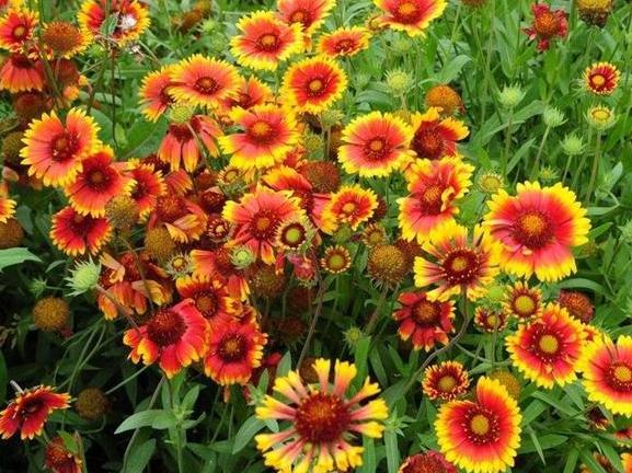 最适合居家养殖的5种菊花 不怕高温闷热环境 能花开一整夏 菊花 花卉 堆心菊
