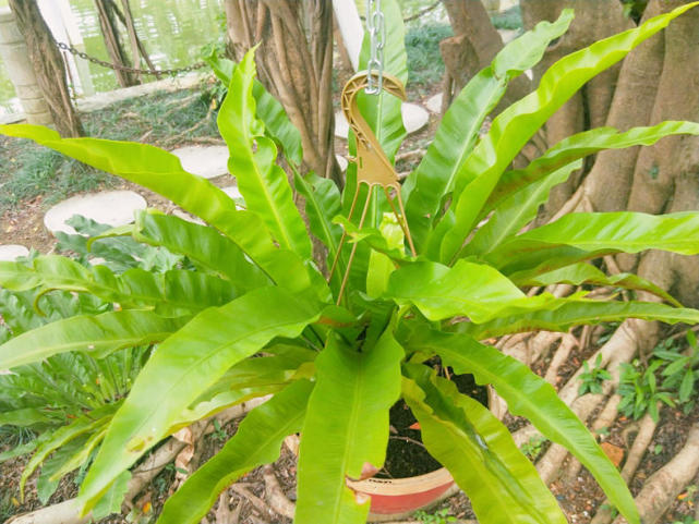 大树悬吊绿植"巢蕨",好养好看好药材!