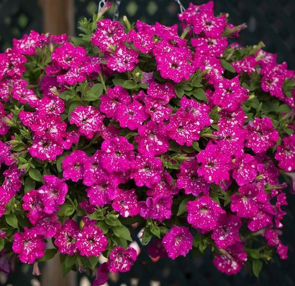 它最适合怕费时费力的花友盆栽