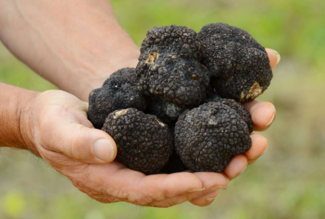 其实这种东西就是我们平时很常见到的一种菌类,它的名字叫做黑松露,黑