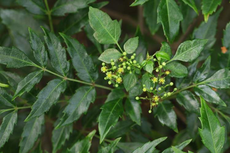 顯齒蛇葡萄■細葉水團花■海濱沼葵藥用植物園裡除了各色開花的植物