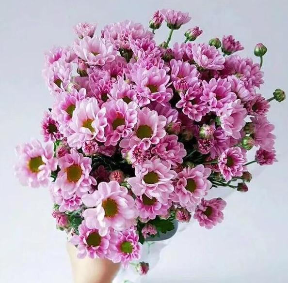 盆栽|新手花友担心盆栽养不活？盛夏就在家栽小雏菊，颜值高、寓意好