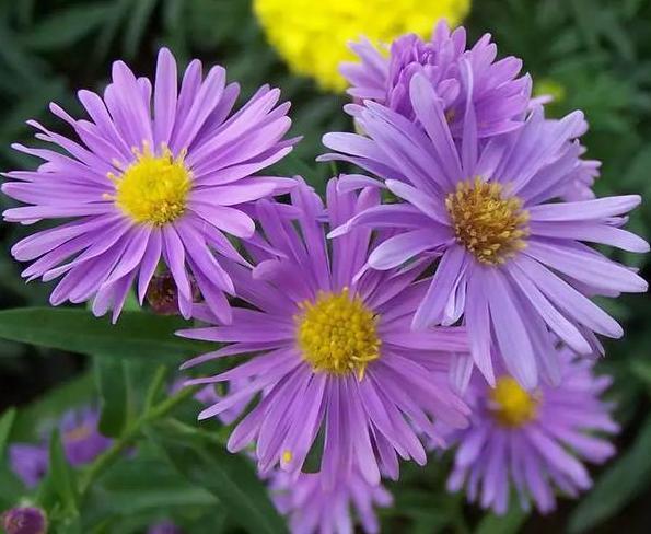 盆栽|新手花友担心盆栽养不活？盛夏就在家栽小雏菊，颜值高、寓意好