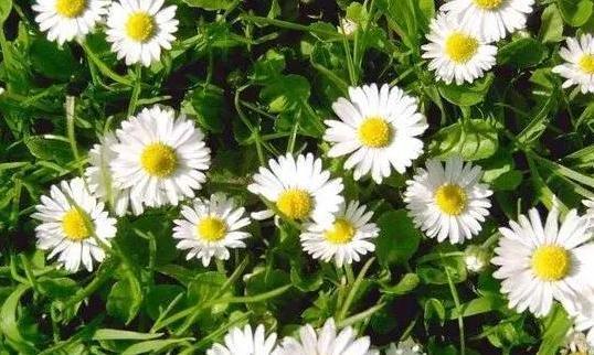 盆栽|新手花友担心盆栽养不活？盛夏就在家栽小雏菊，颜值高、寓意好