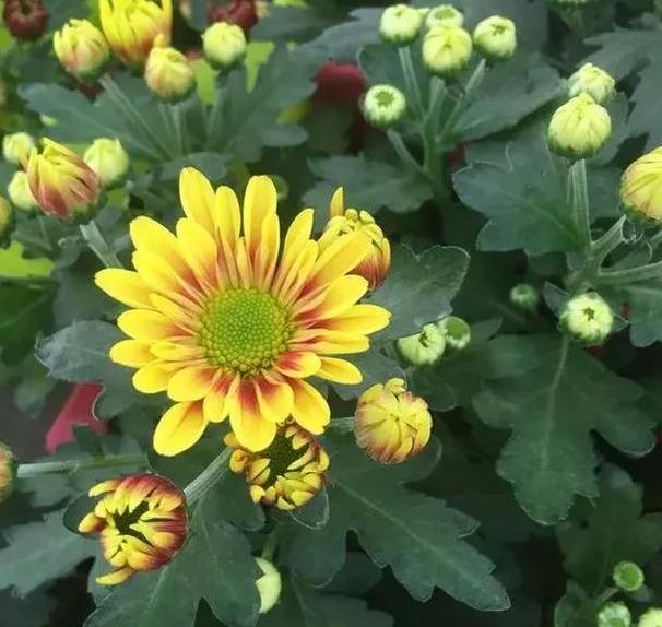 盆栽|新手花友担心盆栽养不活？盛夏就在家栽小雏菊，颜值高、寓意好