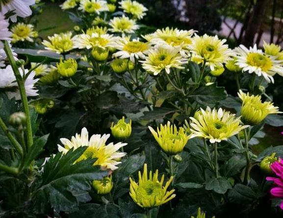 盆栽|新手花友担心盆栽养不活？盛夏就在家栽小雏菊，颜值高、寓意好