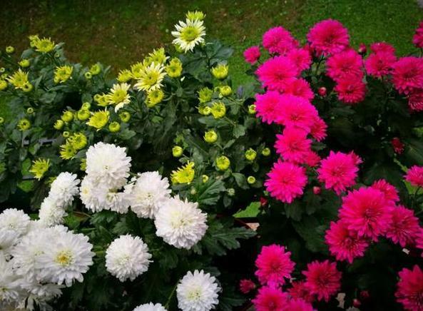 盆栽|新手花友担心盆栽养不活？盛夏就在家栽小雏菊，颜值高、寓意好