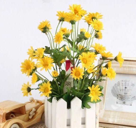 盆栽|新手花友担心盆栽养不活？盛夏就在家栽小雏菊，颜值高、寓意好