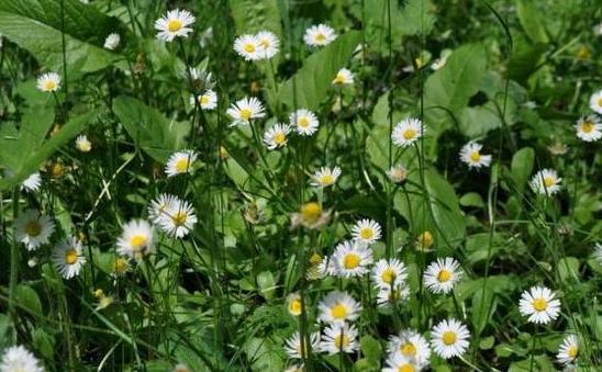 盆栽|新手花友担心盆栽养不活？盛夏就在家栽小雏菊，颜值高、寓意好