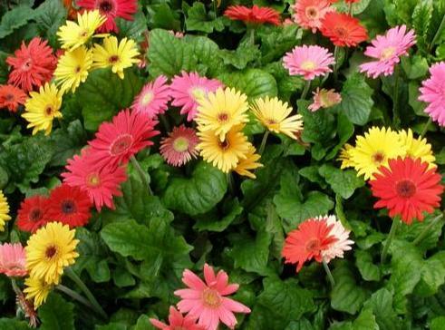 盆栽|新手花友担心盆栽养不活？盛夏就在家栽小雏菊，颜值高、寓意好