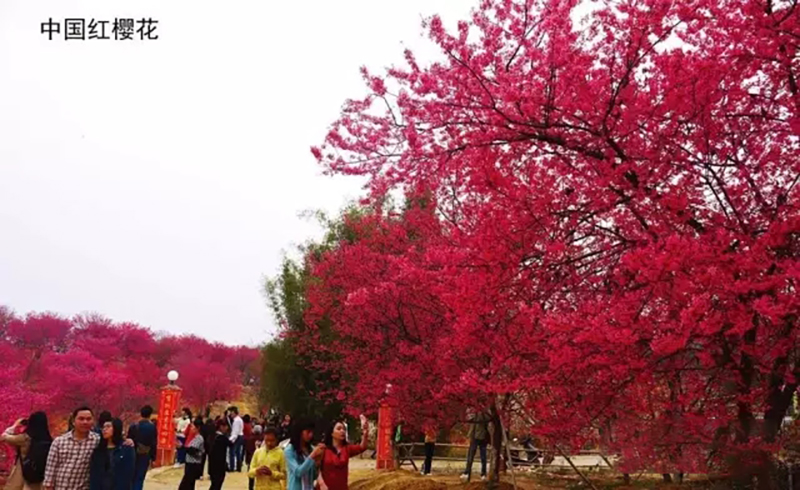 樱花树红色是什么妖怪哪里多的简单介绍