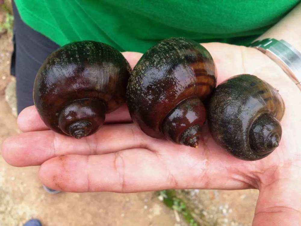 "长臂大虾"入侵我国,在越南可长到3斤,到中国后却活不过童年