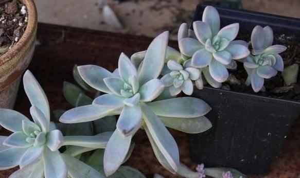 7 8月盆栽多肉 想保其顺利度夏 不如就先抓牢这4方面 腾讯网