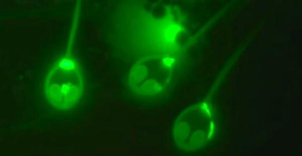 火星|NASA有一张疑似“人脸”照片！眼睛、脸颊轮廓可见，来自好奇号