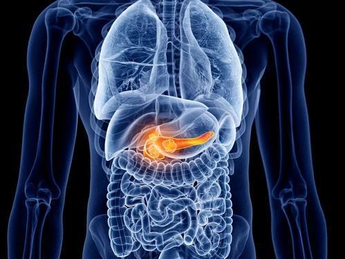 胰腺位置人体图片