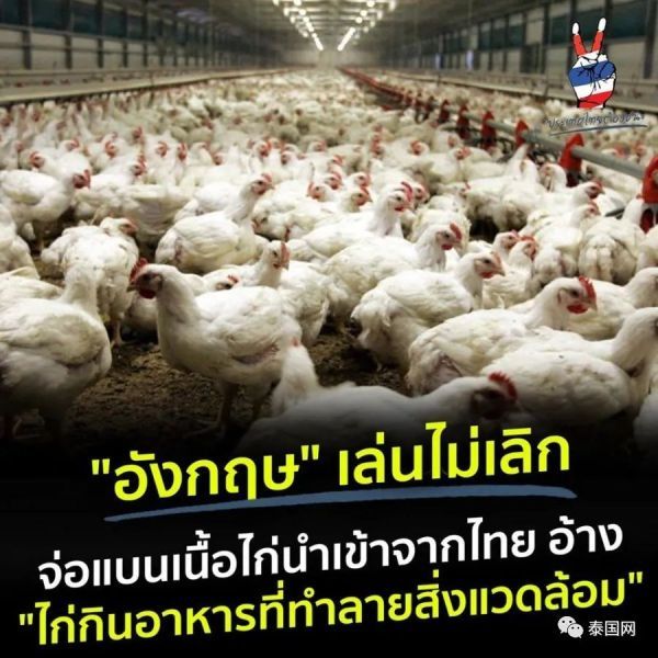泰国_社会|你们鸡饲料破坏环境！刚抵制完椰子，英国再次对泰国鸡肉下手了