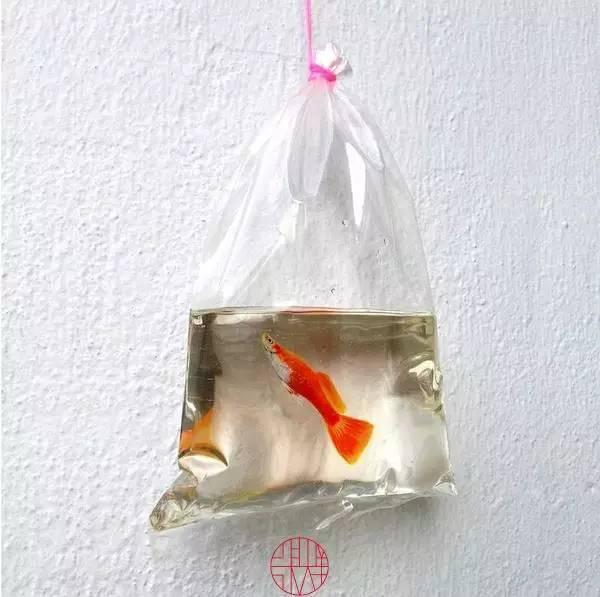 日本人|这个“变态”的日本人，画了12年的金鱼，把金鱼画活了