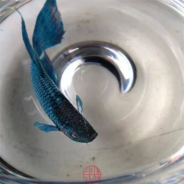 日本人|这个“变态”的日本人，画了12年的金鱼，把金鱼画活了