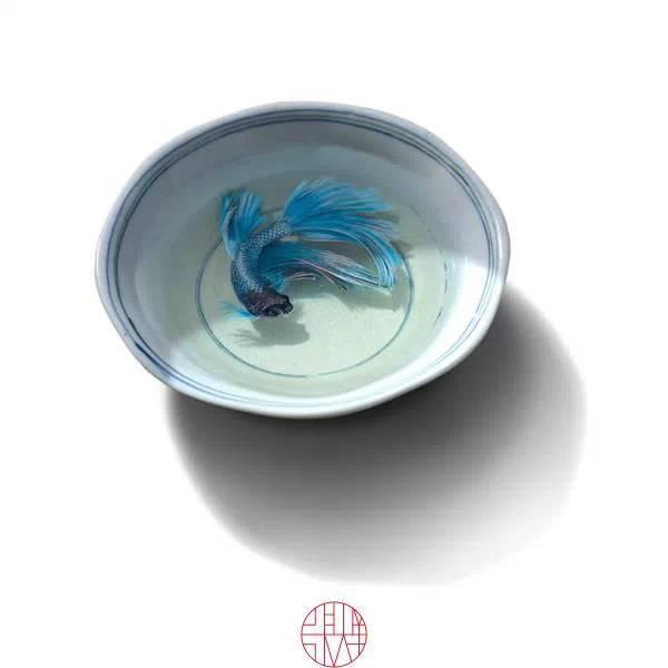 日本人|这个“变态”的日本人，画了12年的金鱼，把金鱼画活了
