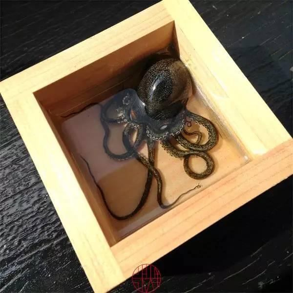 日本人|这个“变态”的日本人，画了12年的金鱼，把金鱼画活了
