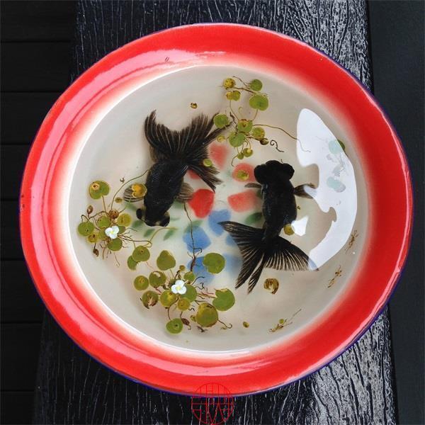 日本人|这个“变态”的日本人，画了12年的金鱼，把金鱼画活了