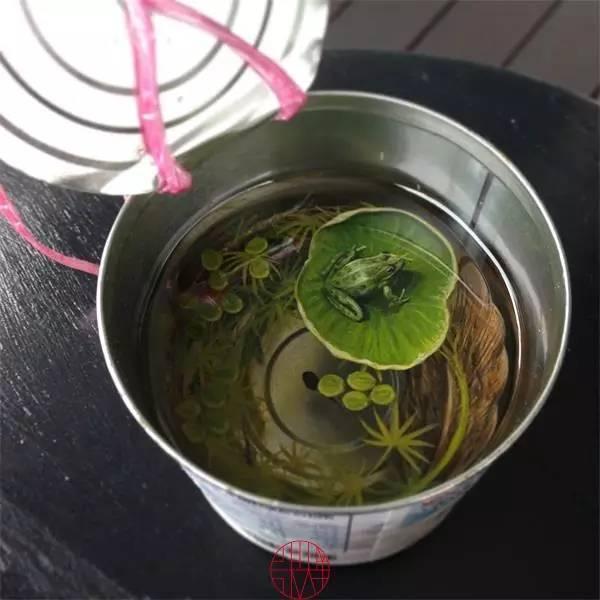 日本人|这个“变态”的日本人，画了12年的金鱼，把金鱼画活了