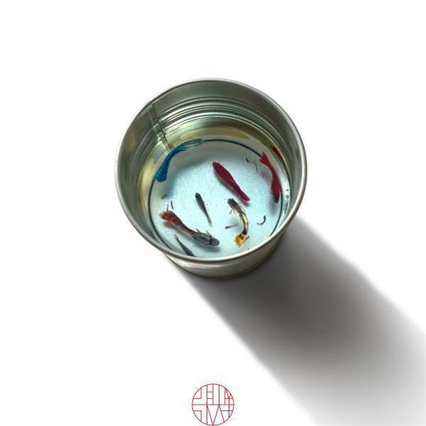 日本人|这个“变态”的日本人，画了12年的金鱼，把金鱼画活了