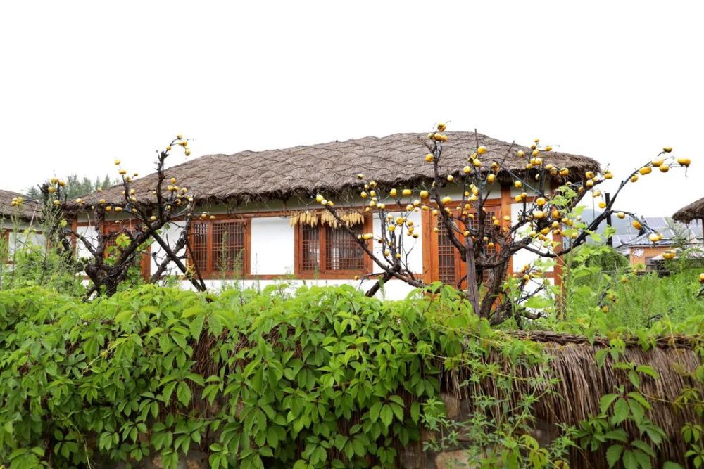 【吉刻出发】你不知道的小山村-金达莱民俗村