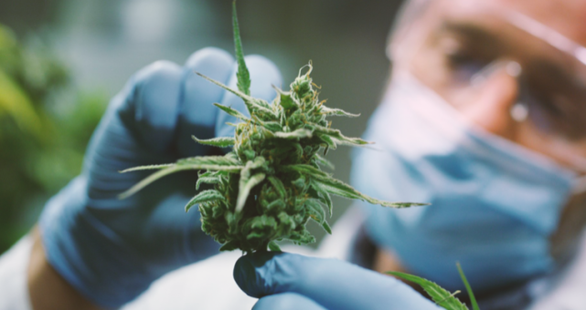 详解有机溶剂提取cbd工艺步骤 大麻