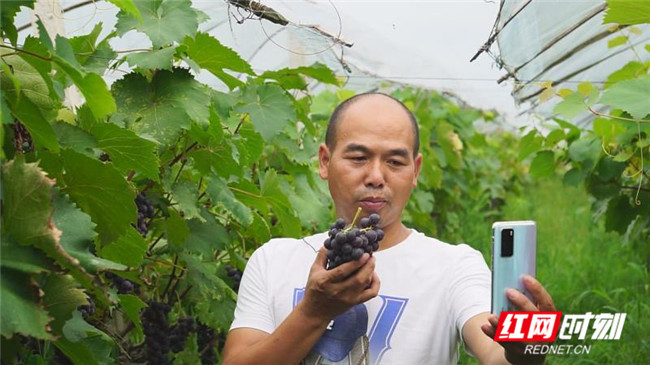 葡萄|“东方黑珍珠”丰收上市 衡阳县农户直播解滞销难题
