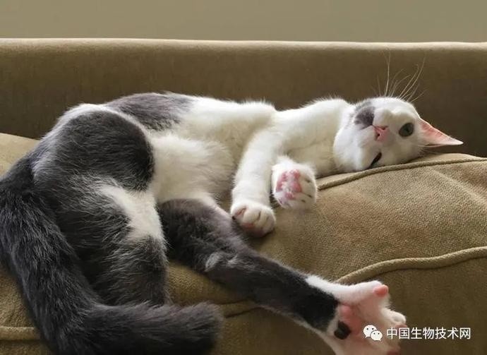 大脑|《科学》：管不住嘴也迈不开腿的，Gpld1蛋白能救你！