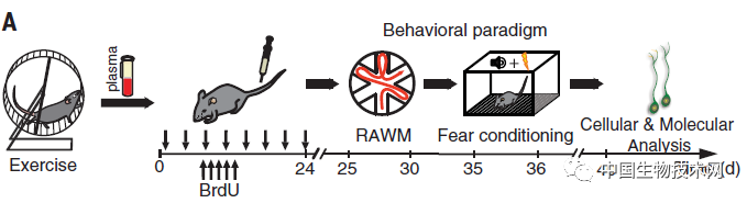 大脑|《科学》：管不住嘴也迈不开腿的，Gpld1蛋白能救你！
