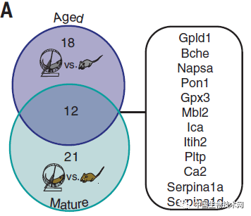 大脑|《科学》：管不住嘴也迈不开腿的，Gpld1蛋白能救你！