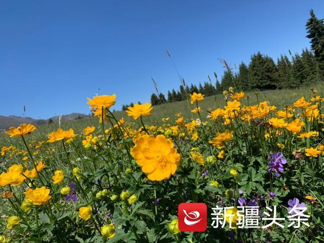 7月花开 去乌鲁木齐周边花海中徜徉吧 新疆文化 新疆在线