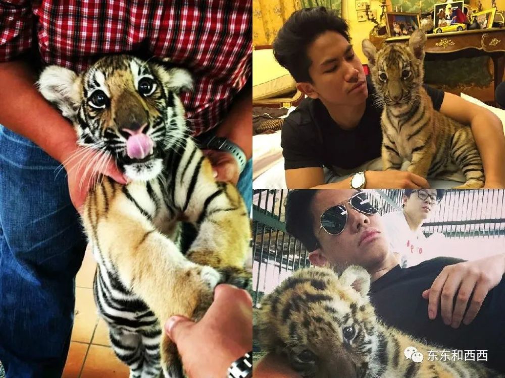 王子|帅气多金的王子没有女友？怪不得百万迷妹为他疯狂……