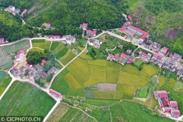 以上图片:2020年7月6日拍摄的江西省吉安市万安县涧田乡上陈村田园.