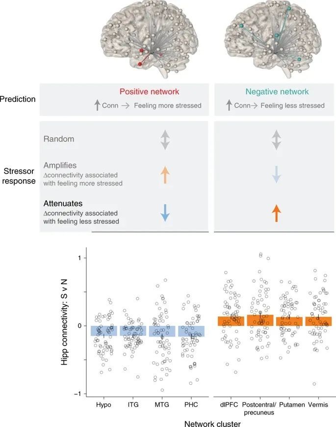 大脑网络|耶鲁大学发现了造成压力的大脑网络！未来可通过调节脑信号缓解压力