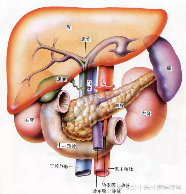 胆囊|肝病患者为啥胆囊总出毛病？看完你就懂